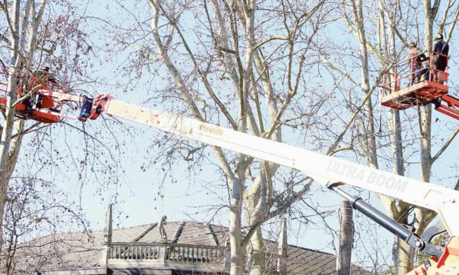 Alberi, ecco il piano del rischio