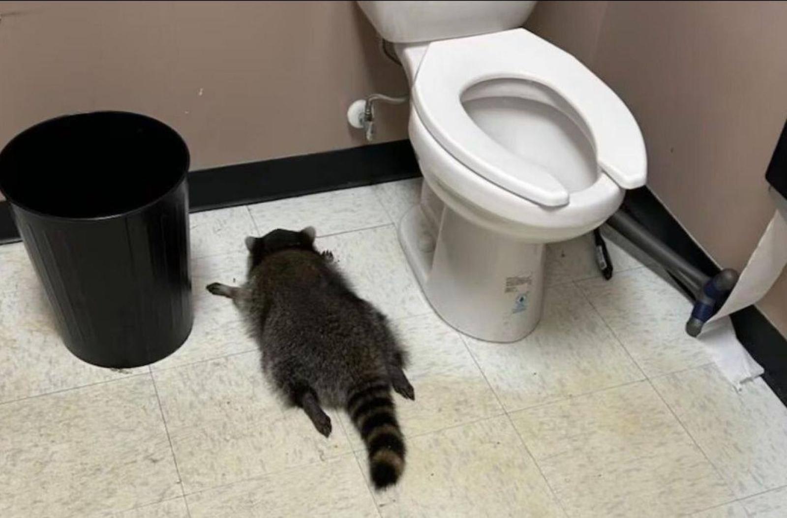 Procione ubriaco si addormenta nel bagno del negozio e la foto diventa virale