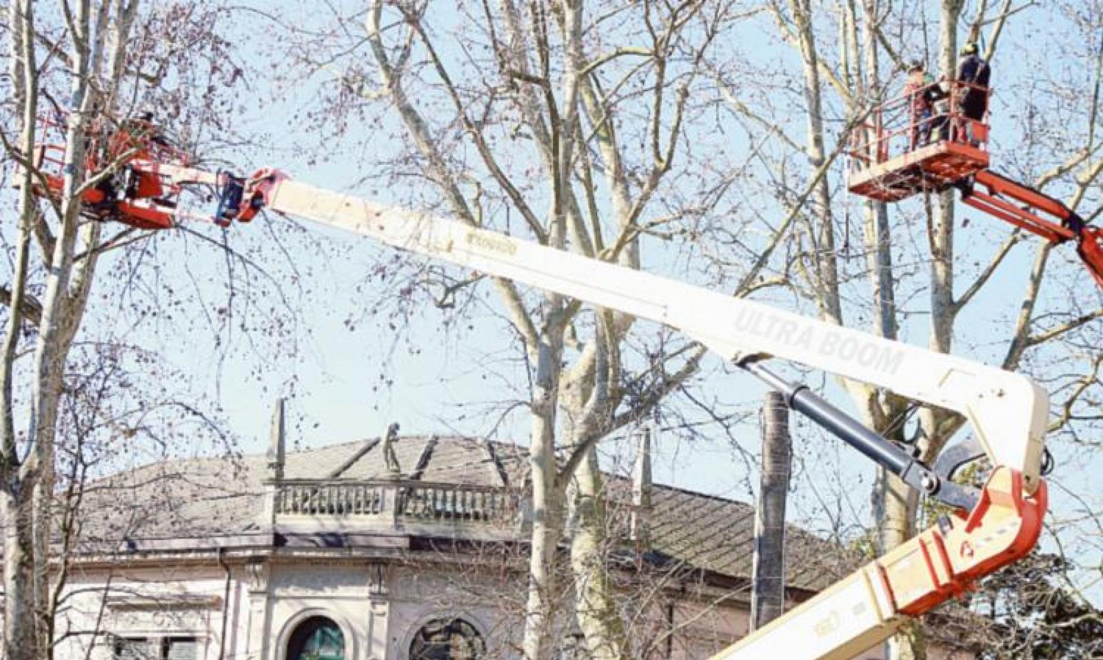 Opposizione all&rsquo;attacco: &ldquo;Gli alberi vanno ripiantati&rdquo;