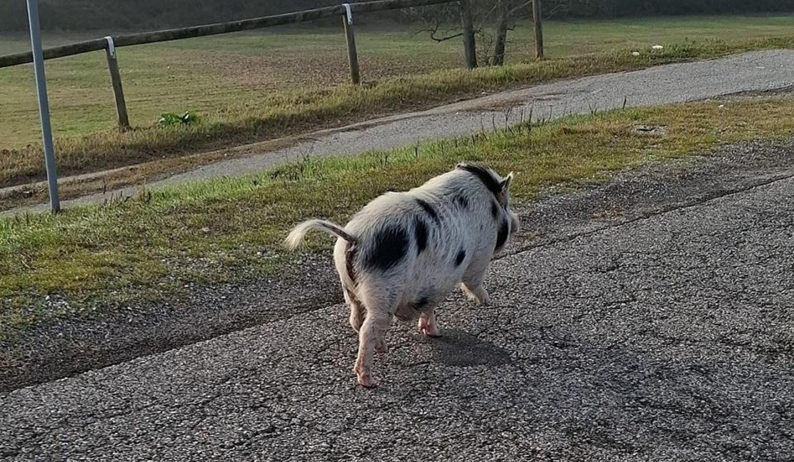 Grosso maiale a &ldquo;spasso&rdquo; sull&rsquo;argine