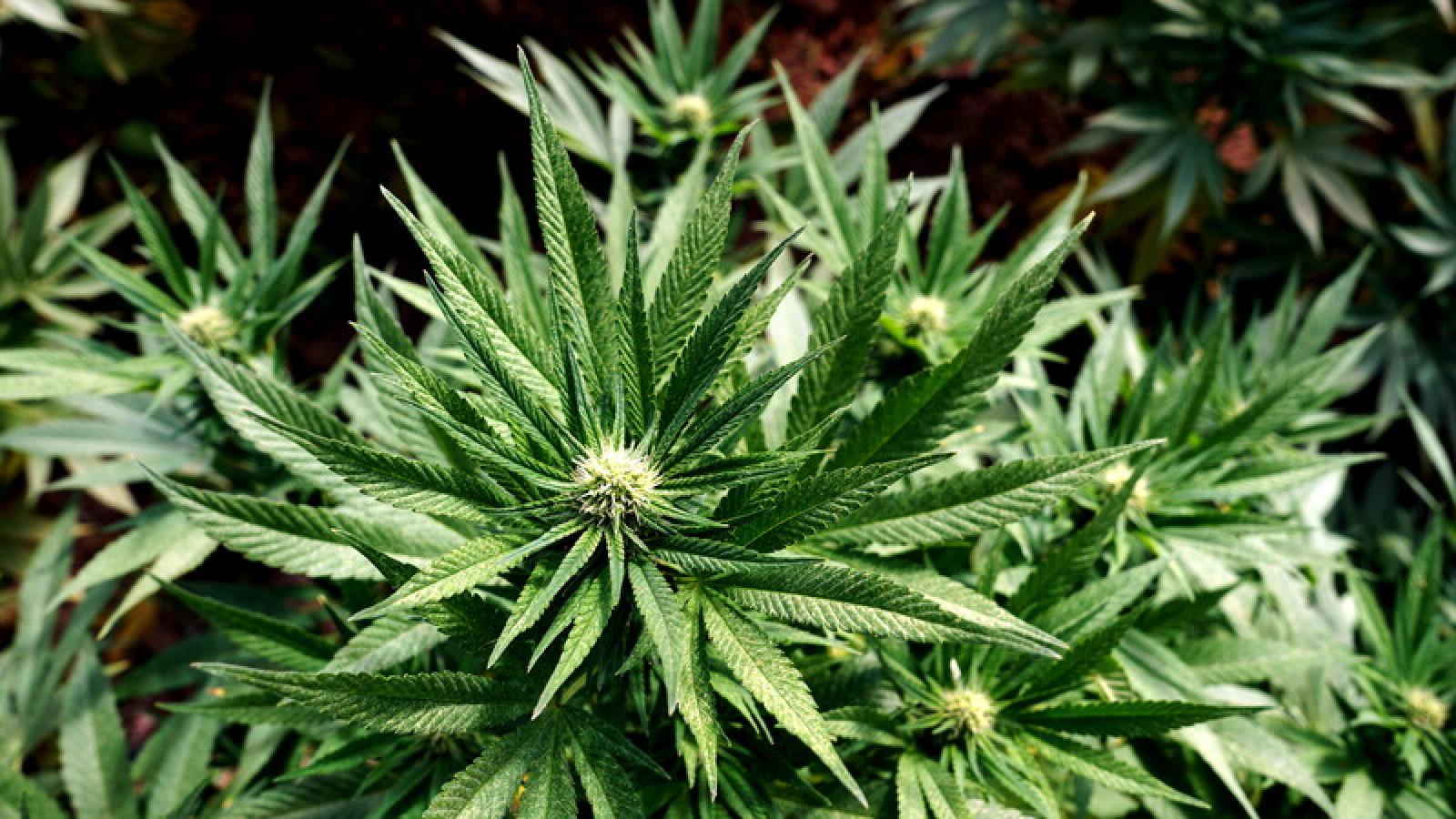 Cannabis light, l&rsquo;emendamento FdI si arena