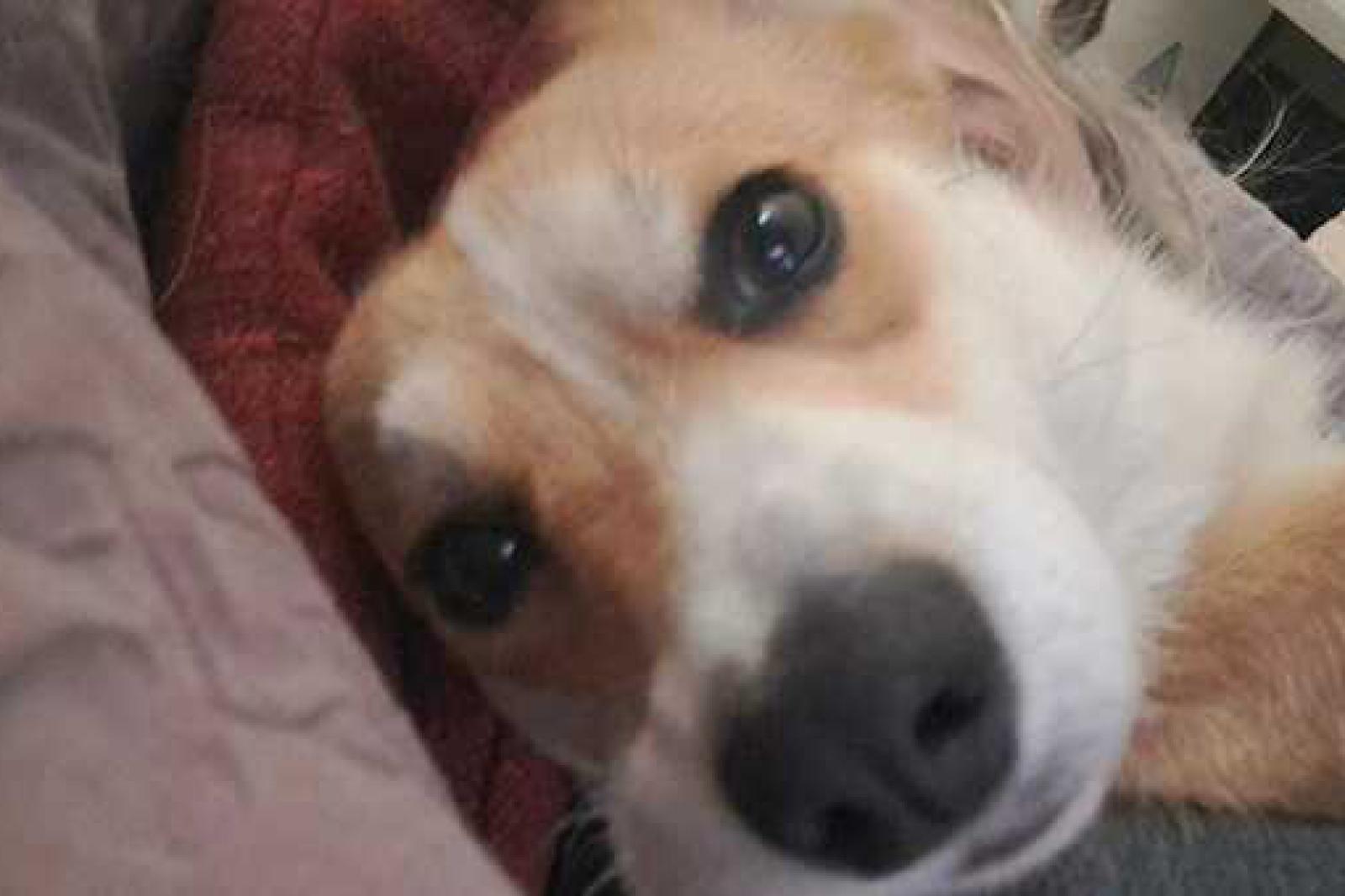 "La mia cagnolina &egrave; stata rapita"