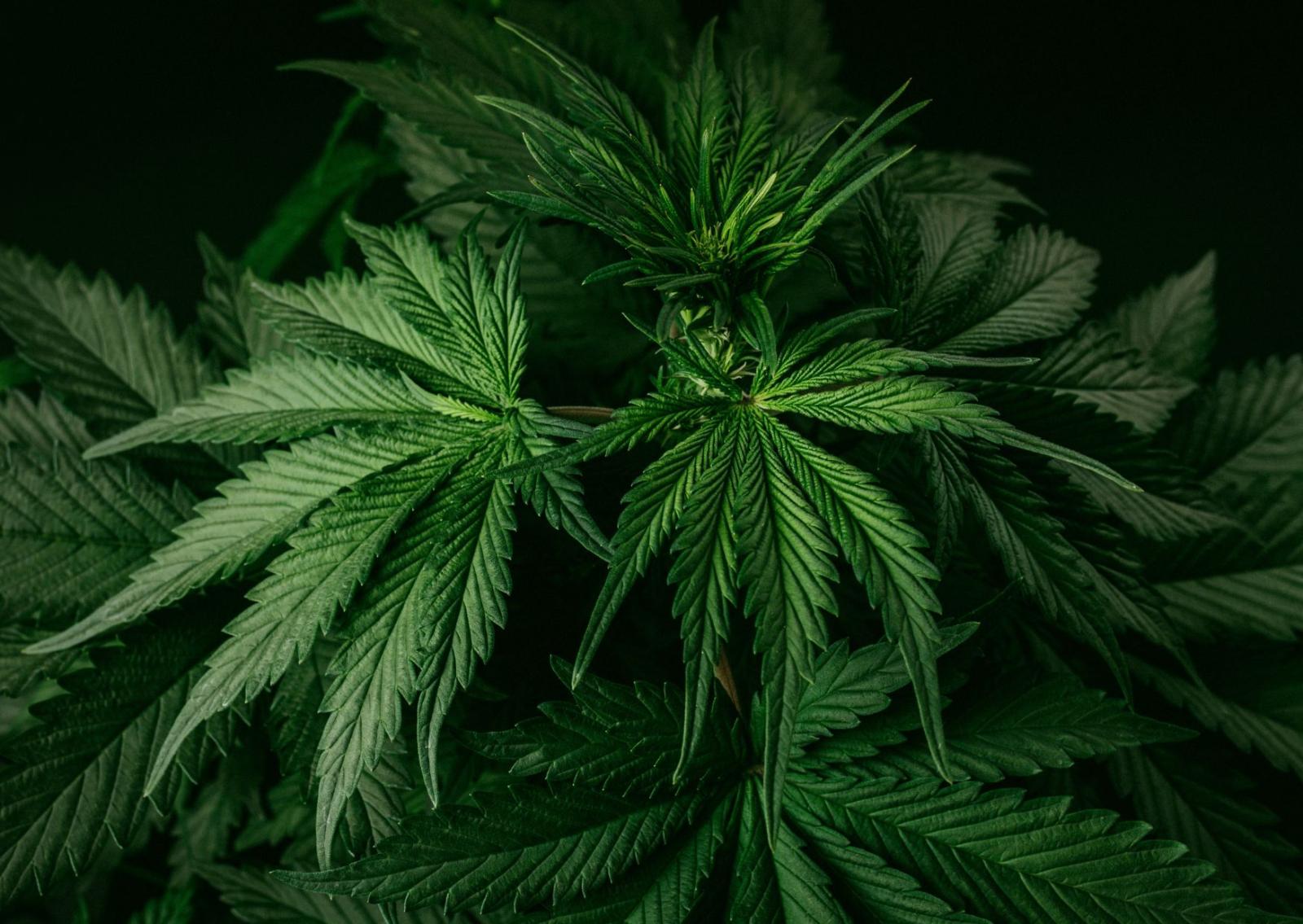 Allarme letale nella cannabis &ldquo;light&rdquo;