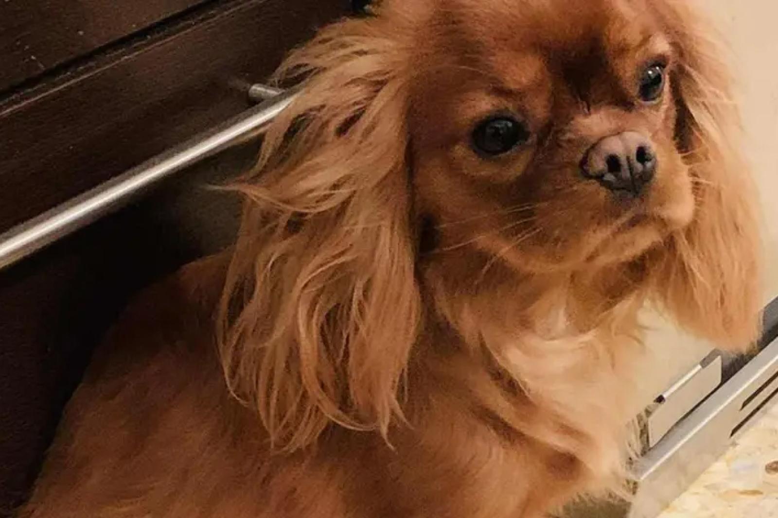 La cagnolina mette in fuga i ladri