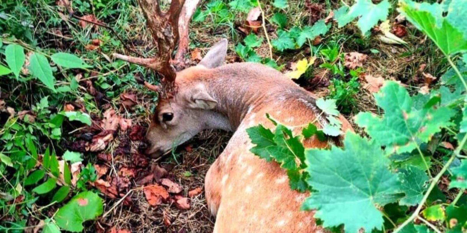 Daino ucciso ai Colli Euganei, gli animalisti contro l&rsquo;archiviazione: &laquo;Riaprire il caso di via Cataio&raquo;