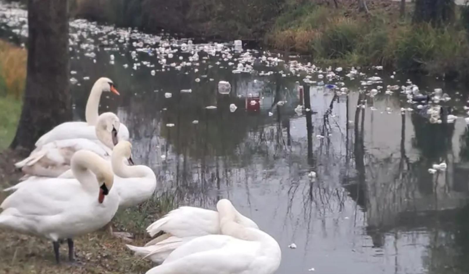 Rimorchio si ribalta a Grantorto: rifiuti nella roggia Contarina, cigni messi in salvo