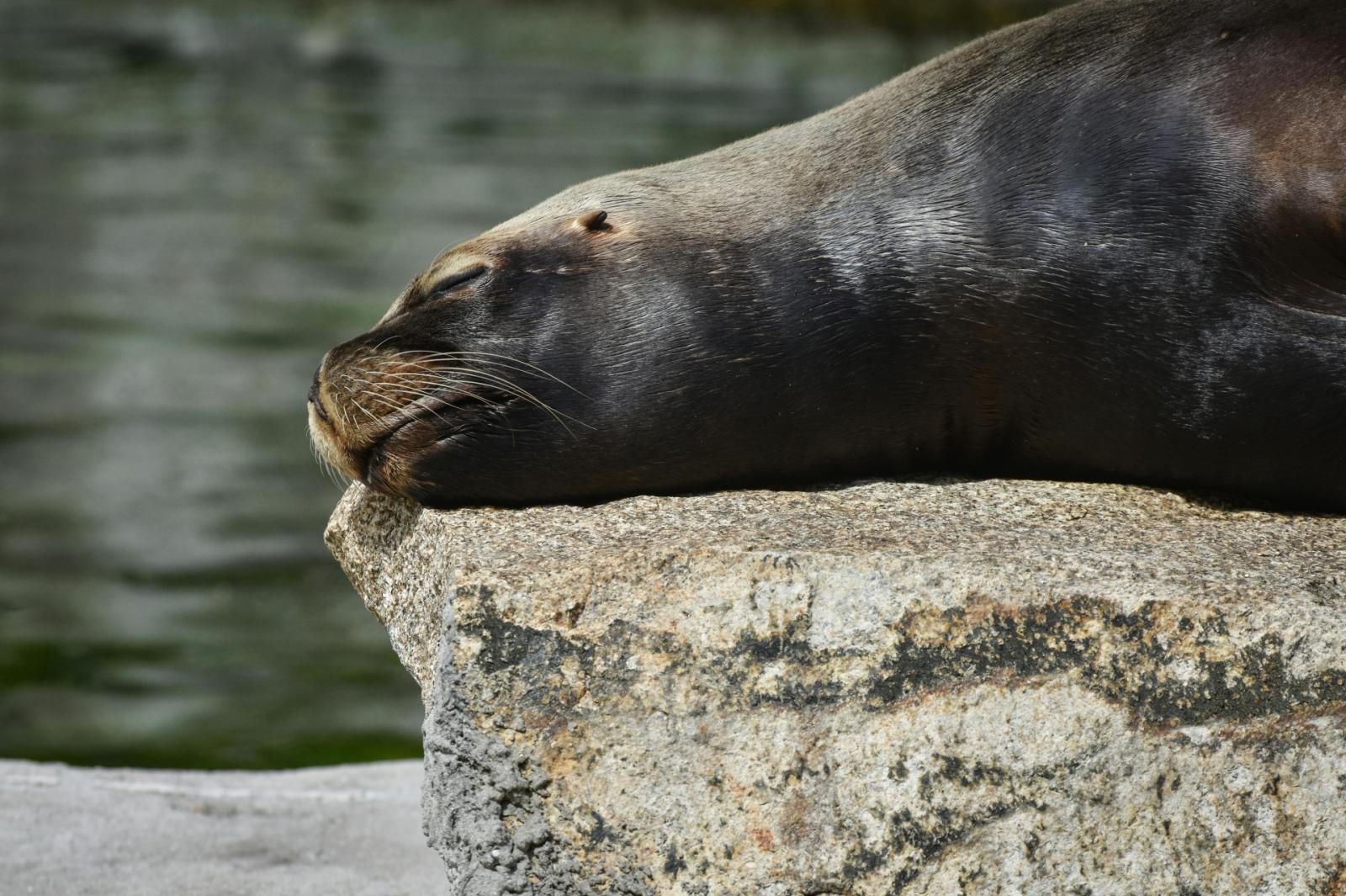 Foca monaca a Numana, appello al rispetto