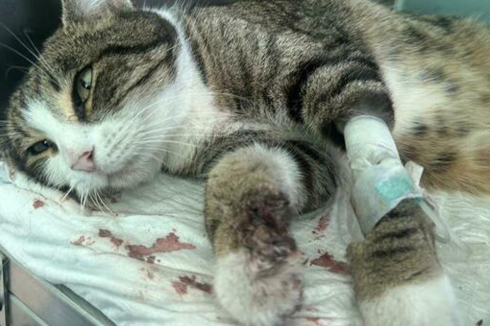 Gattina rapita e seviziata: resta solo l'eutanasia