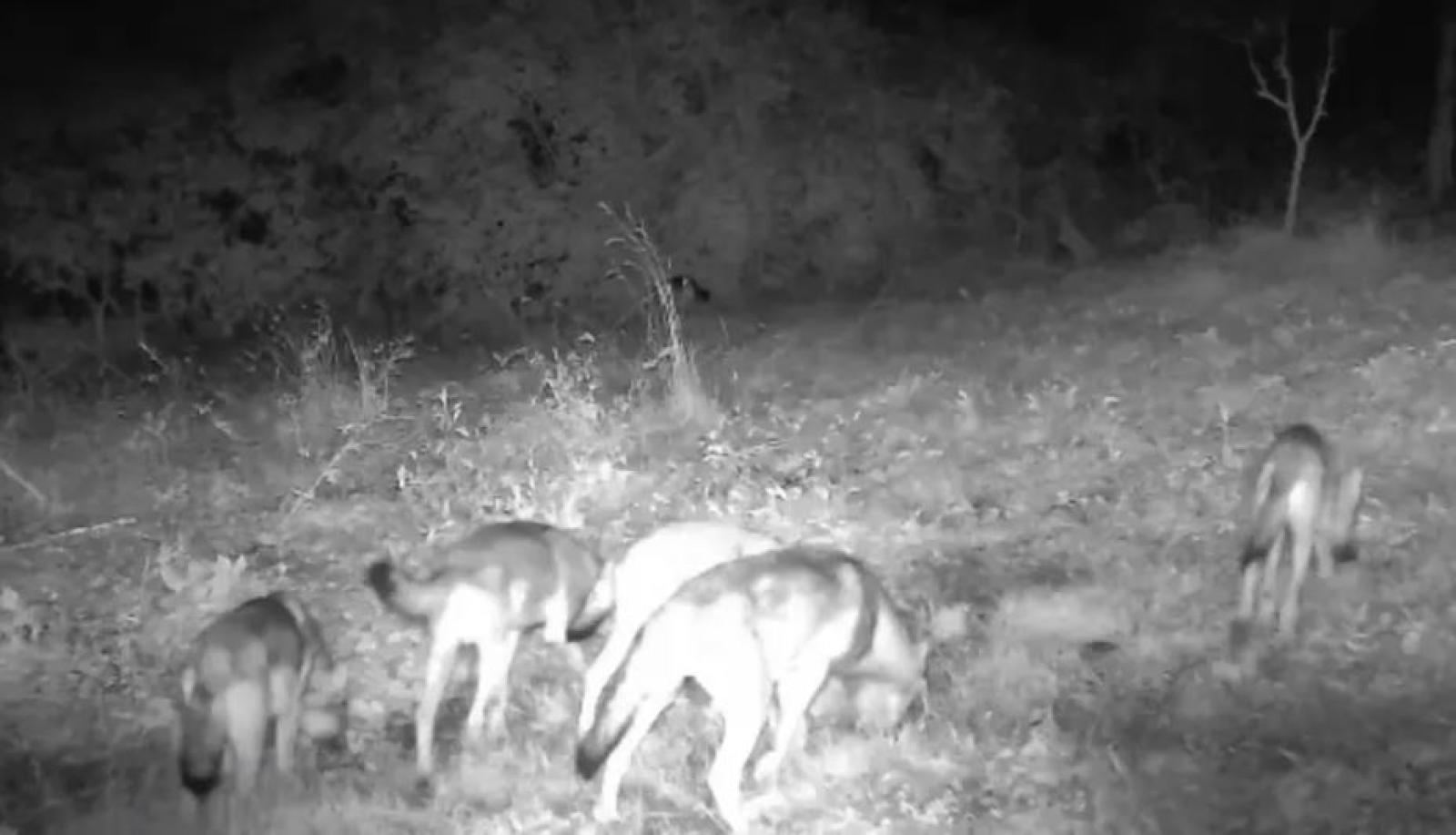 Lupi sui colli, monitoraggio costante