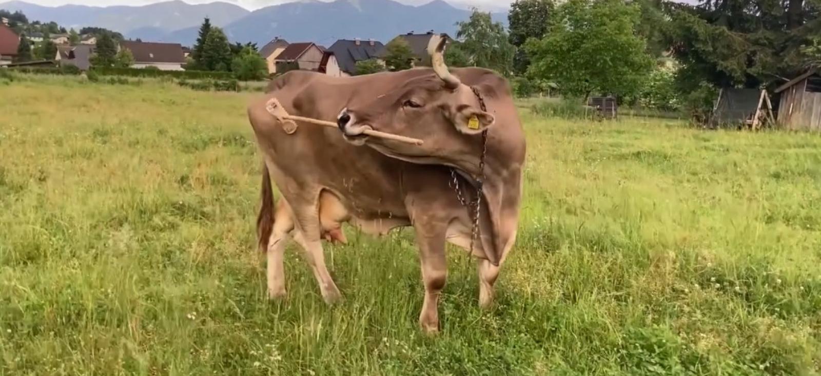 Veronika, la mucca che usa gli strumenti