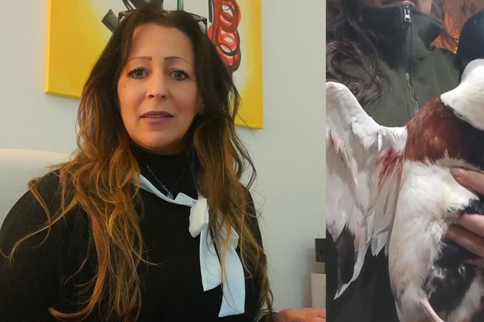 "Specie protette uccise a fucilate, ora basta"