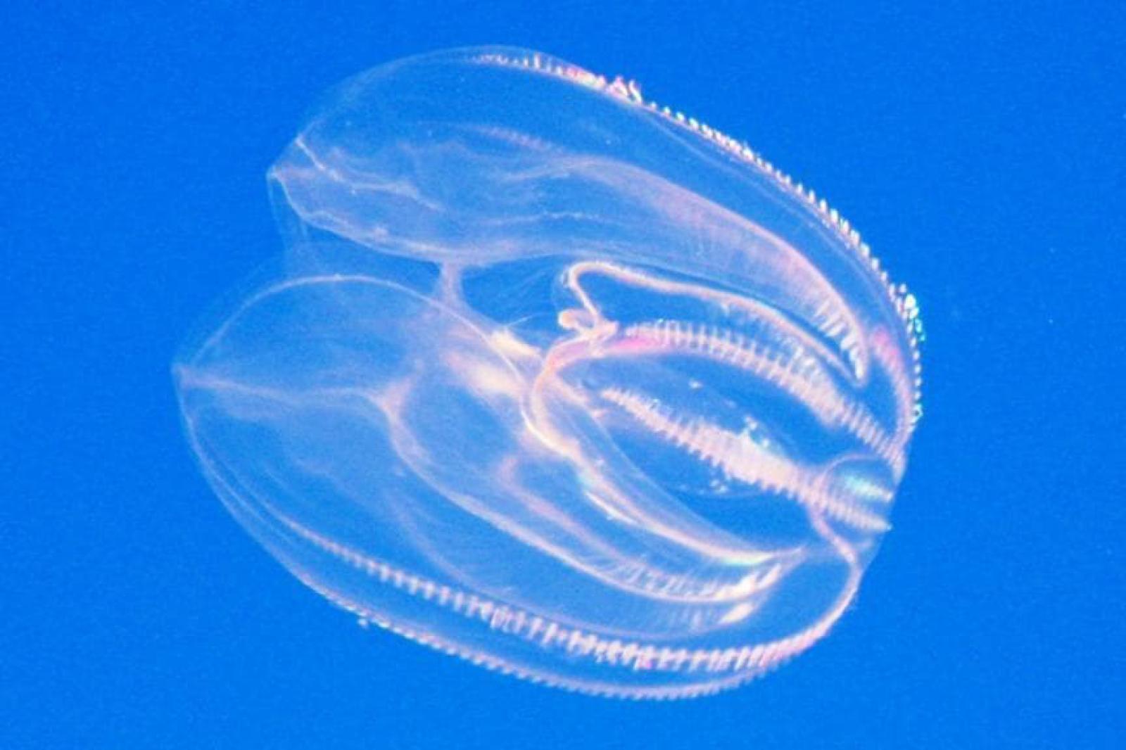 Dopo il granchio blu, flagello "Noce di Mare"