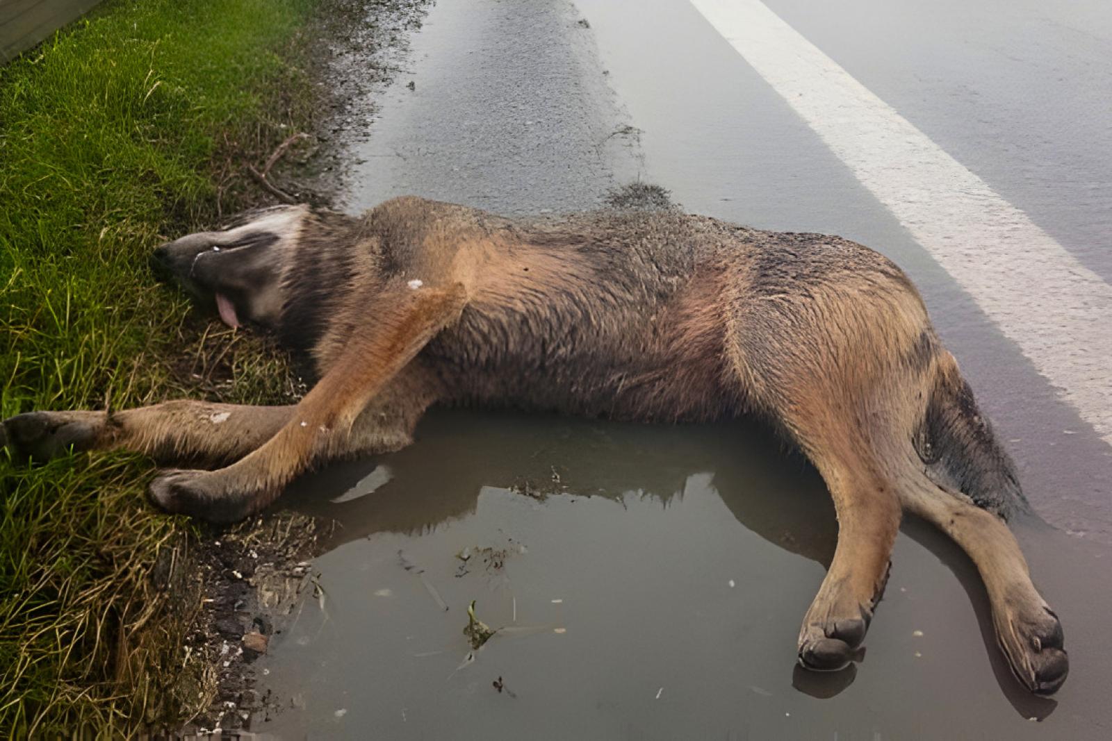 Lupo investito recuperato in Transpolesana