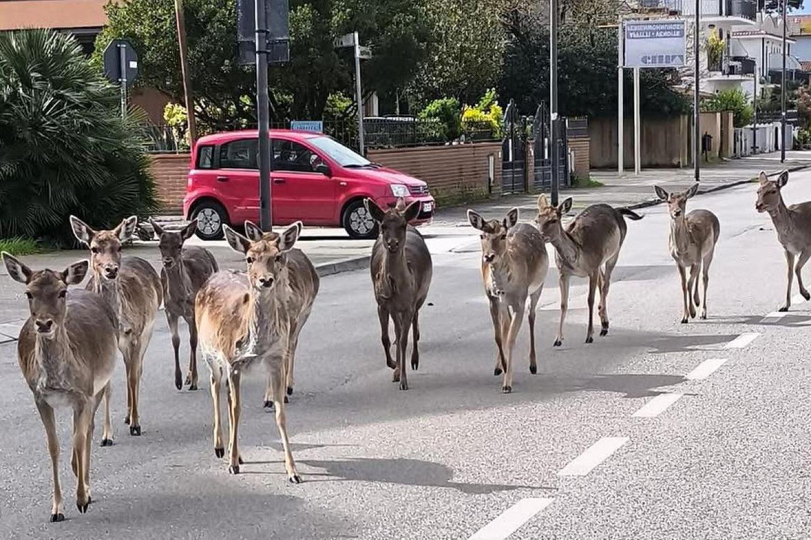 Troppi daini ai lidi, abbattimenti al via