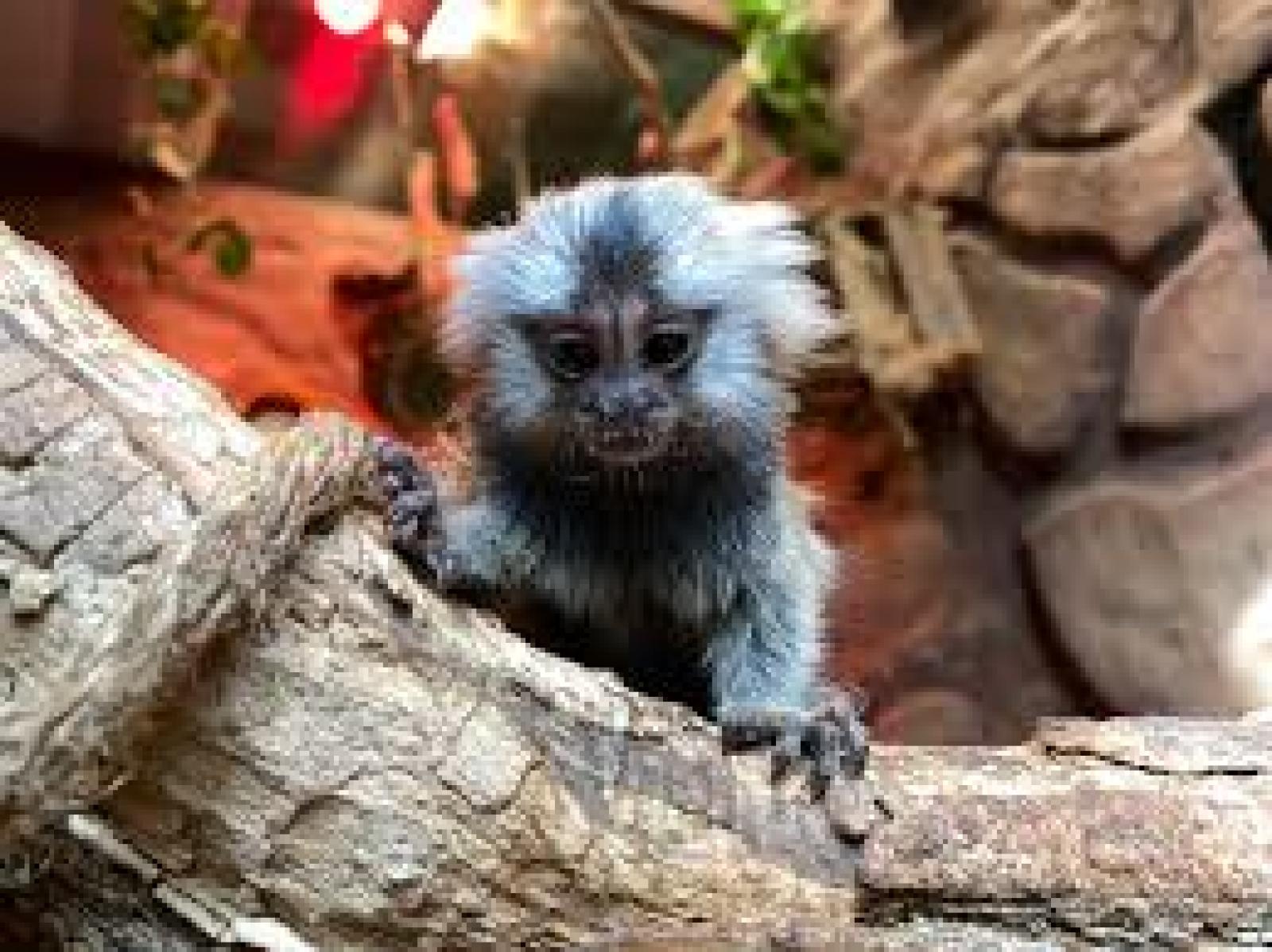 Fortunato resta al Natura Viva