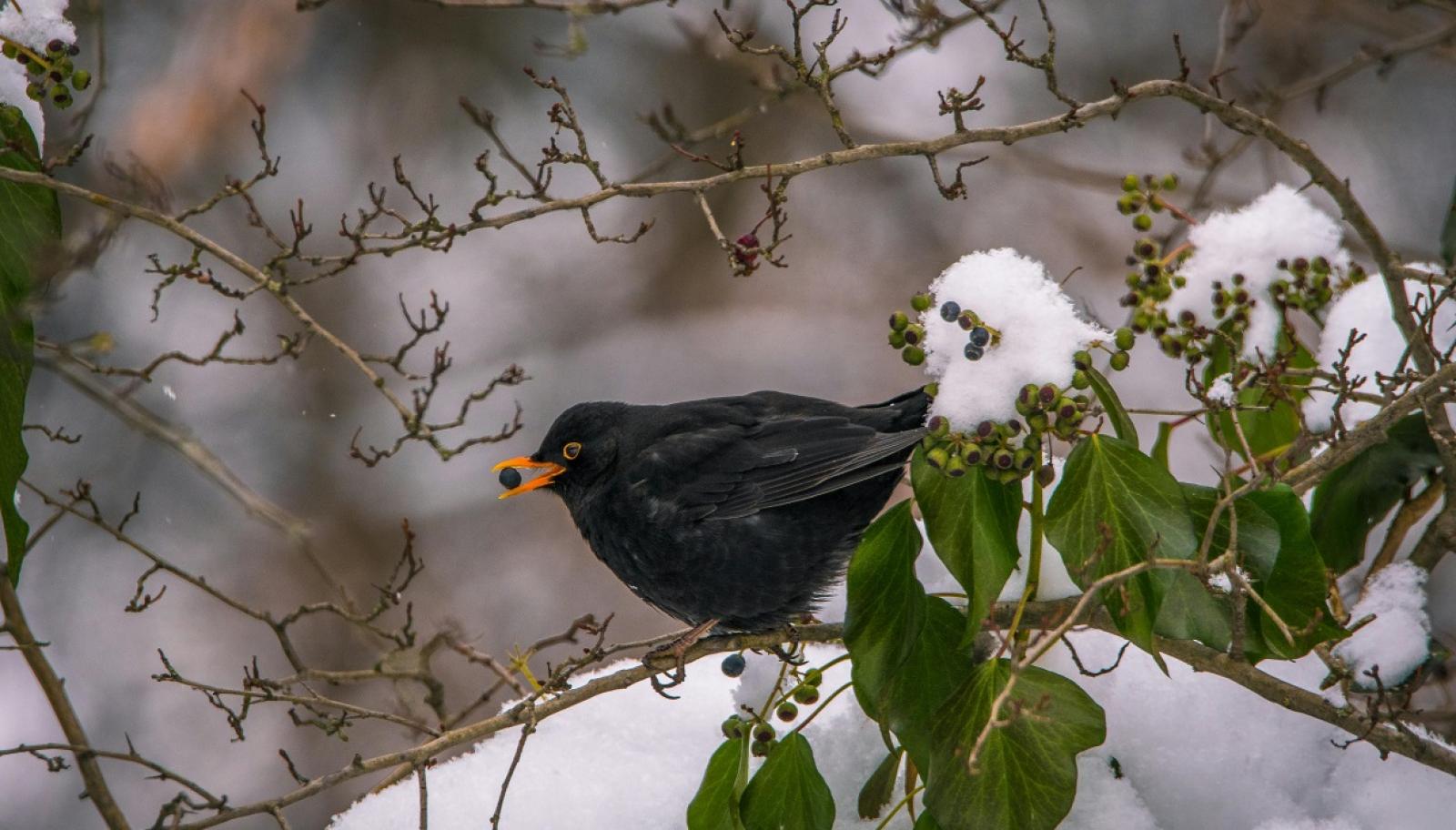Giorni della Merla, ma senza gelo sul Veneto