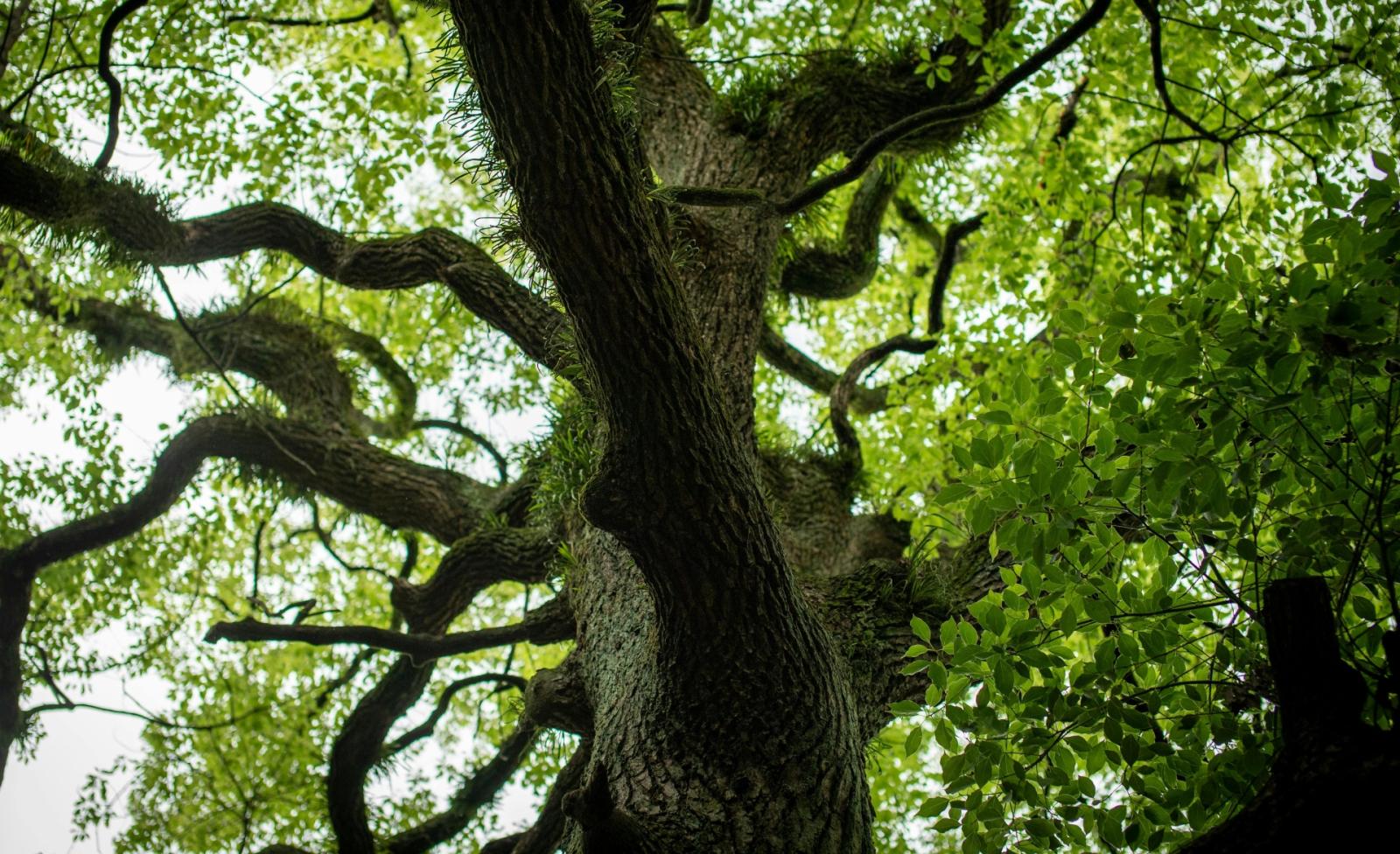 Insetti e tunnel segreti nel legno