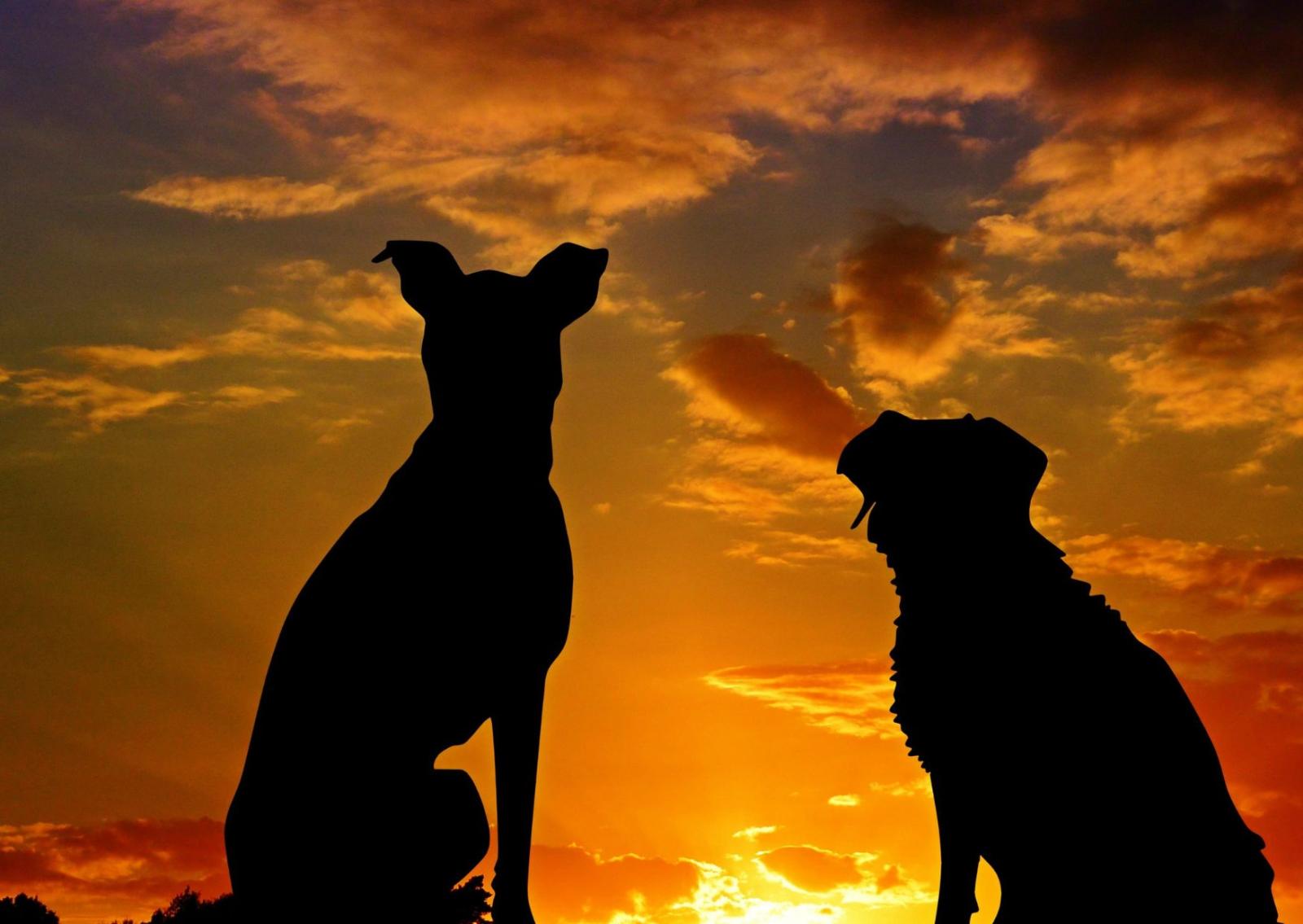 Bob, il cane che cambi&ograve; la legge