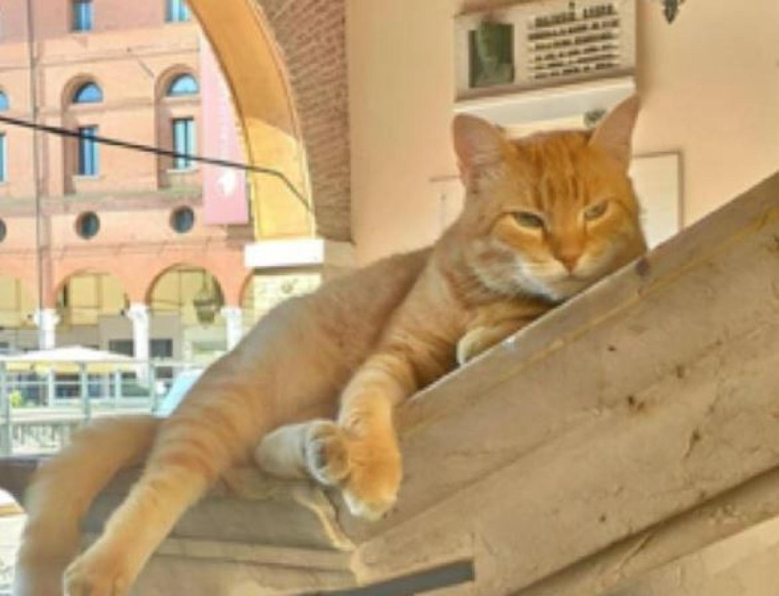 Dalla Bosnia alle nostre piazze: il micio ribelle divenuto star social