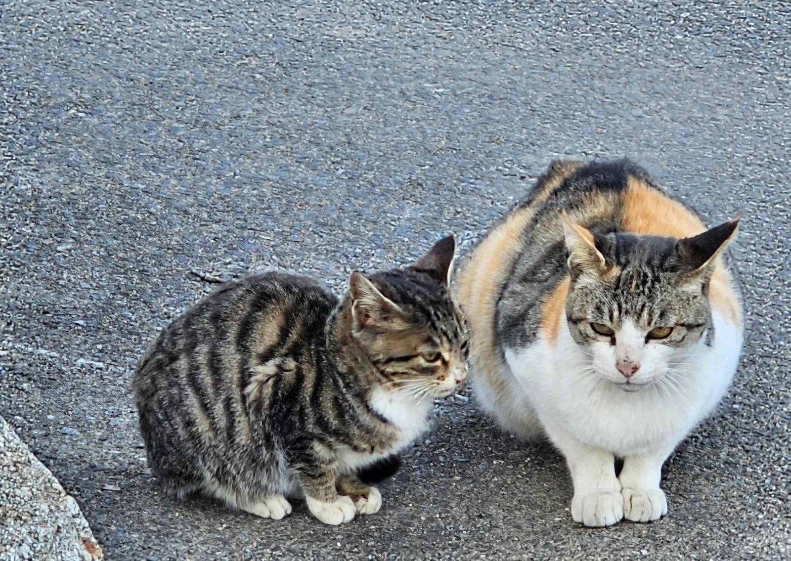 Animali soli dopo la morte degli anziani