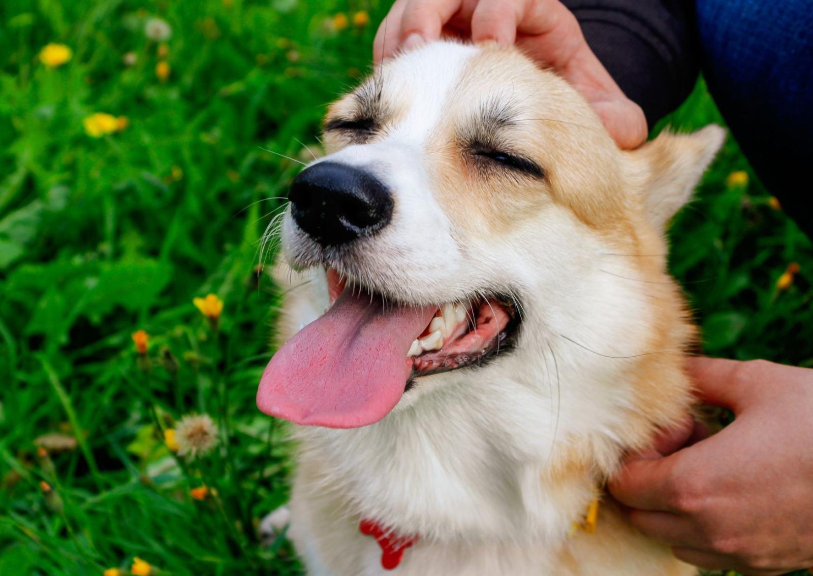 Ecco cosa succede quando urli al cane