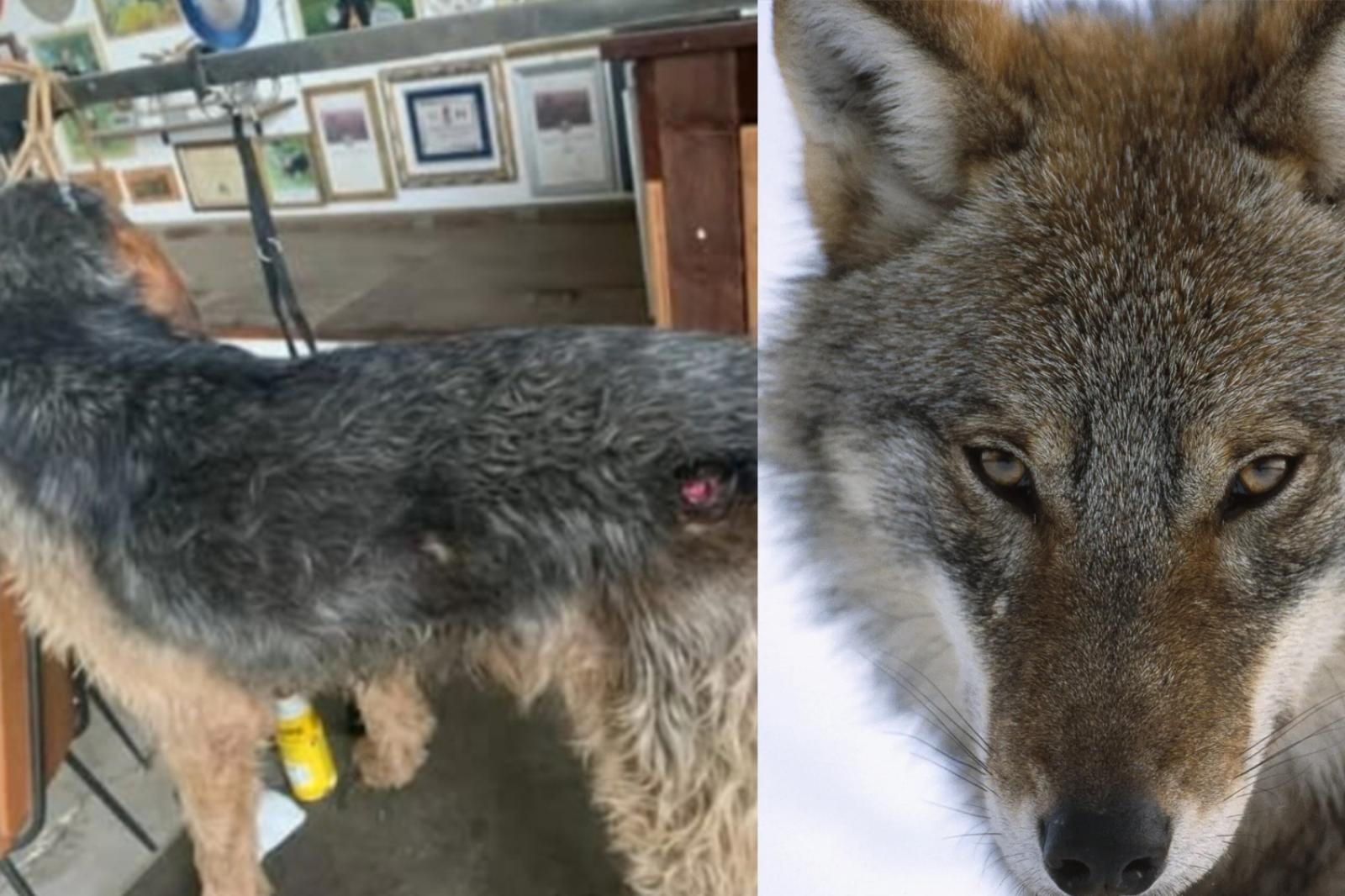 Segugi aggrediti e feriti da sette lupi 