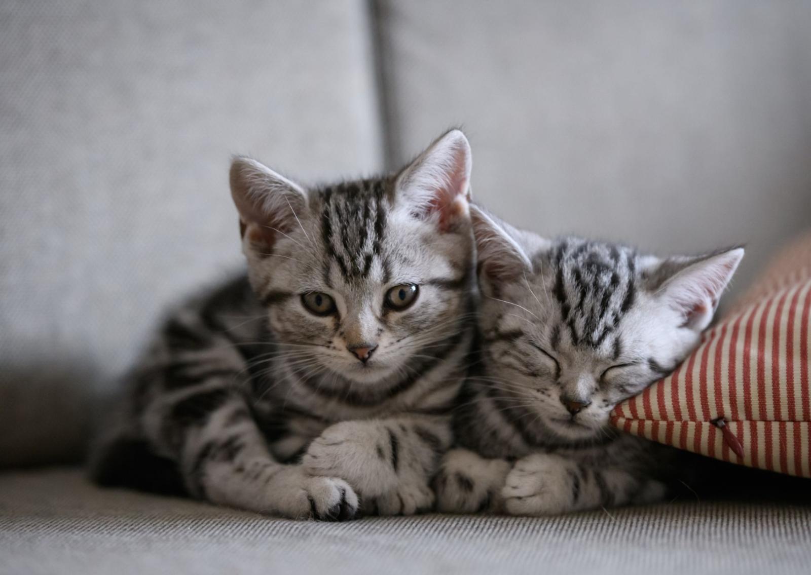 Tumori, la pista felina che cambia la ricerca