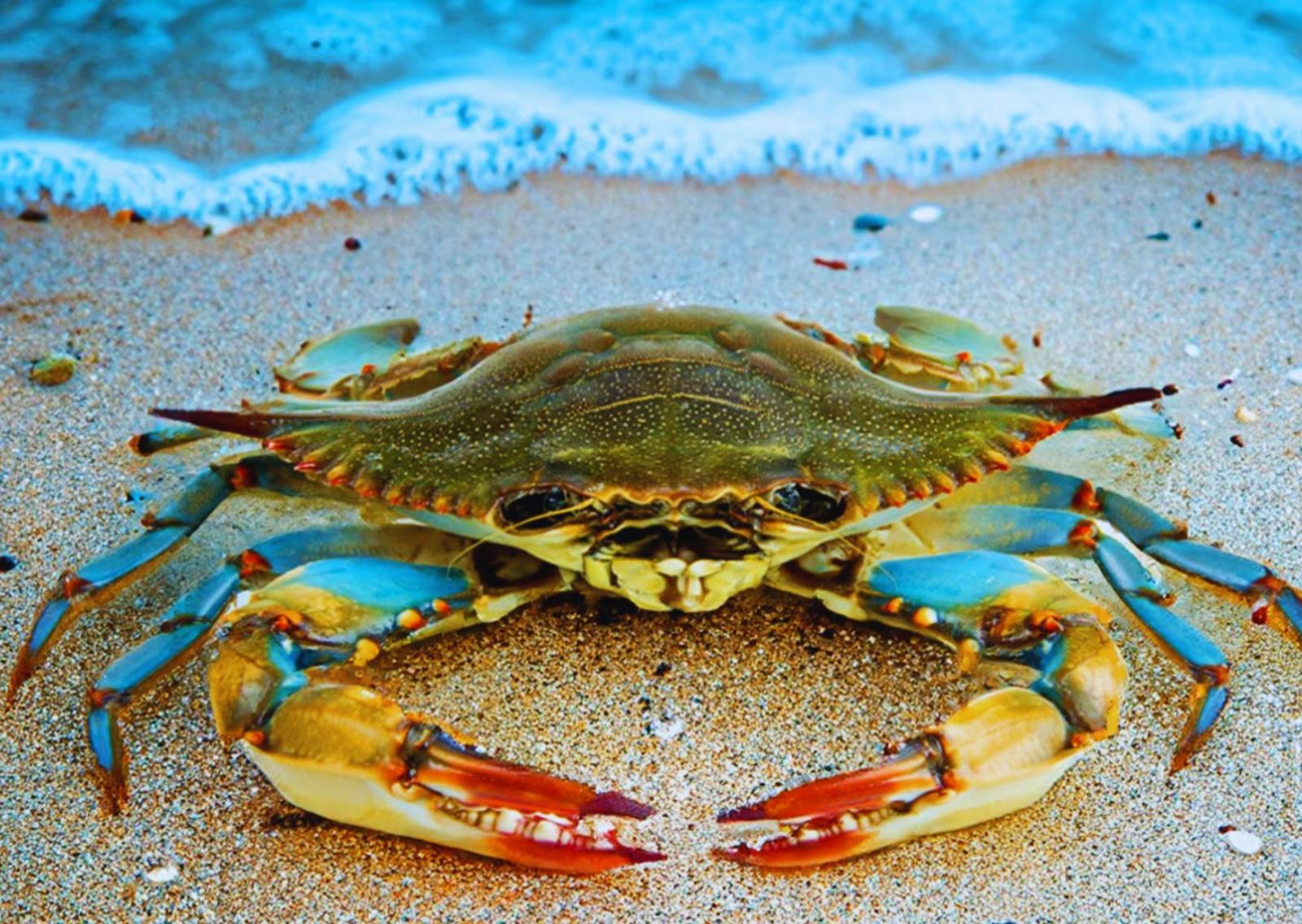 Allarme specie aliene sull&rsquo;Adriatico