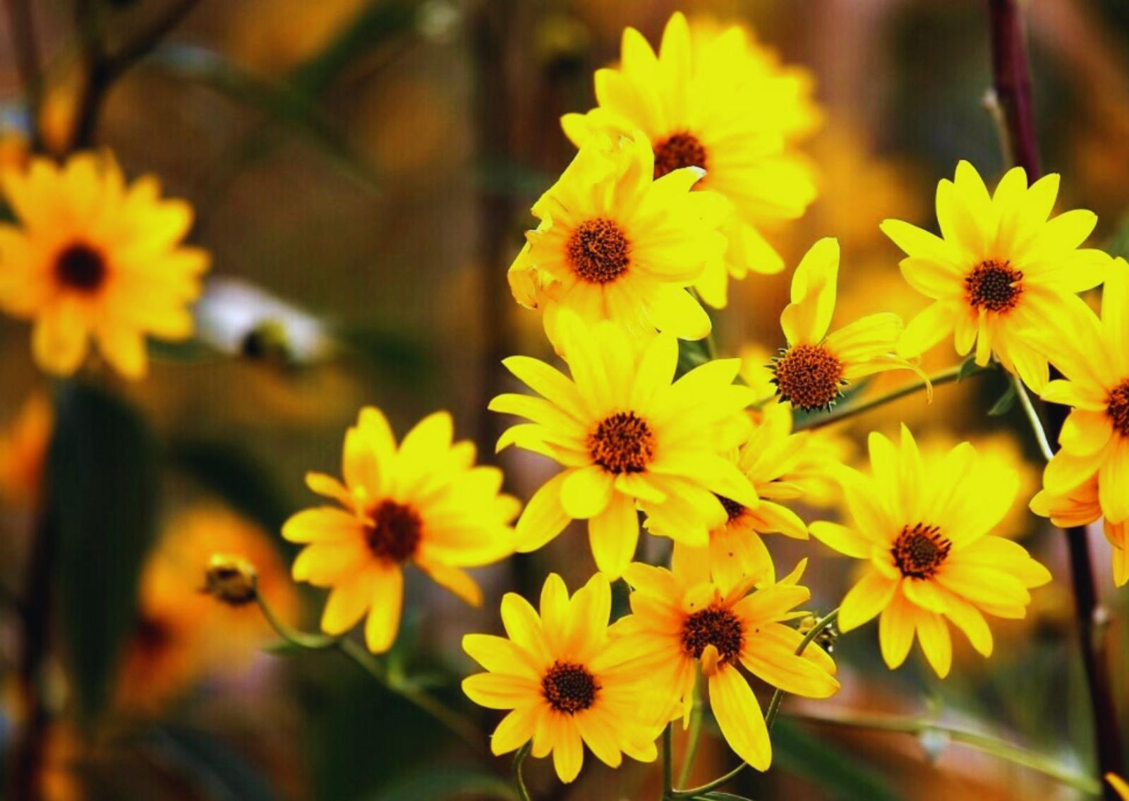 Arnica, il fiore che cura i traumi