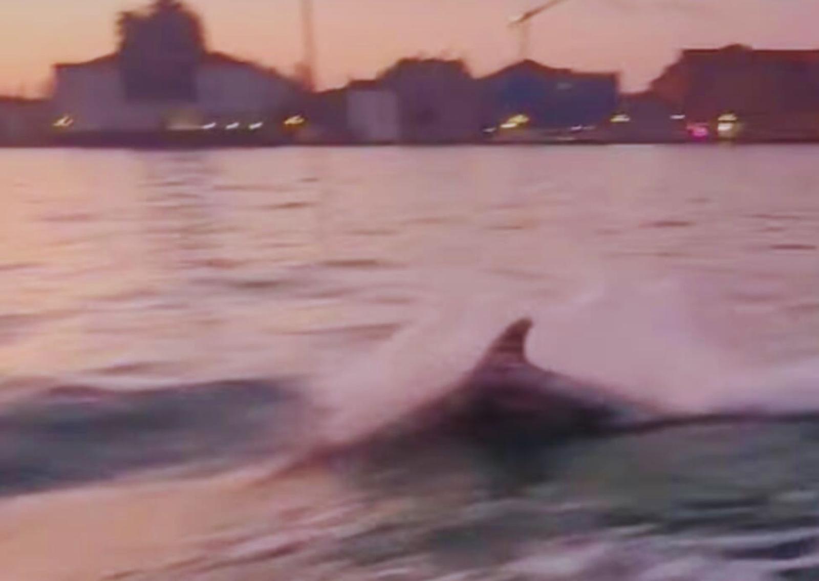 Il delfino saluta Venezia all&rsquo;alba