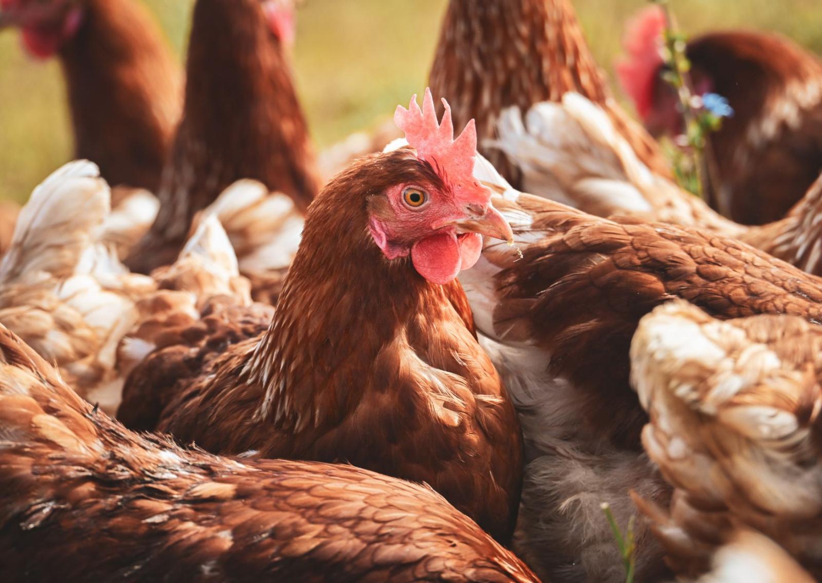 Allerta aviaria, rischio alto