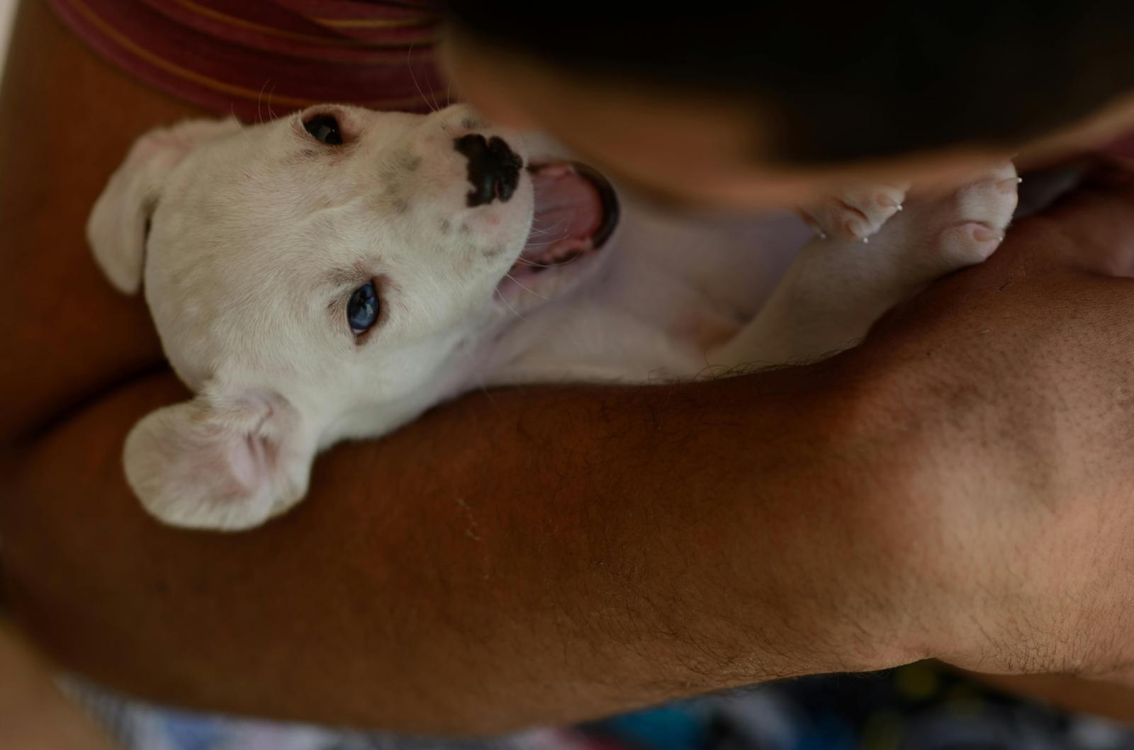 Traffico illecito di animali, scatta l&rsquo;allarme in Parlamento