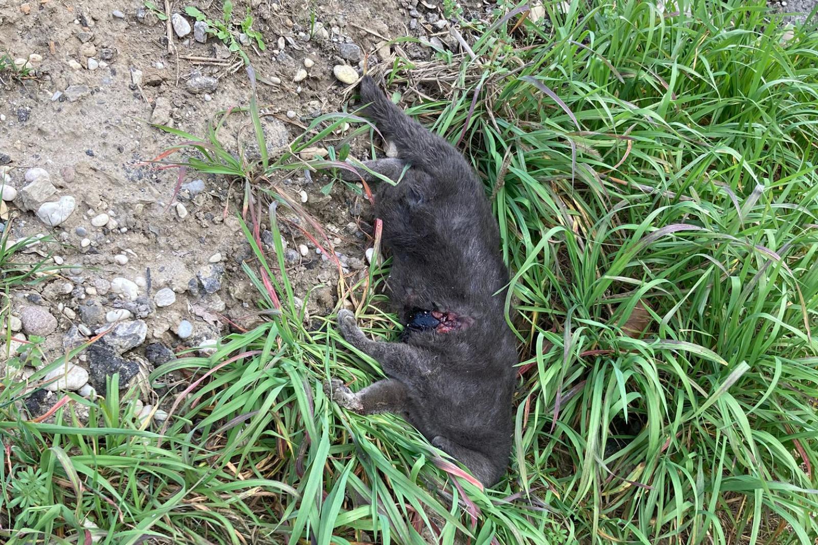 "Micio investito e gettato via: non fatelo"