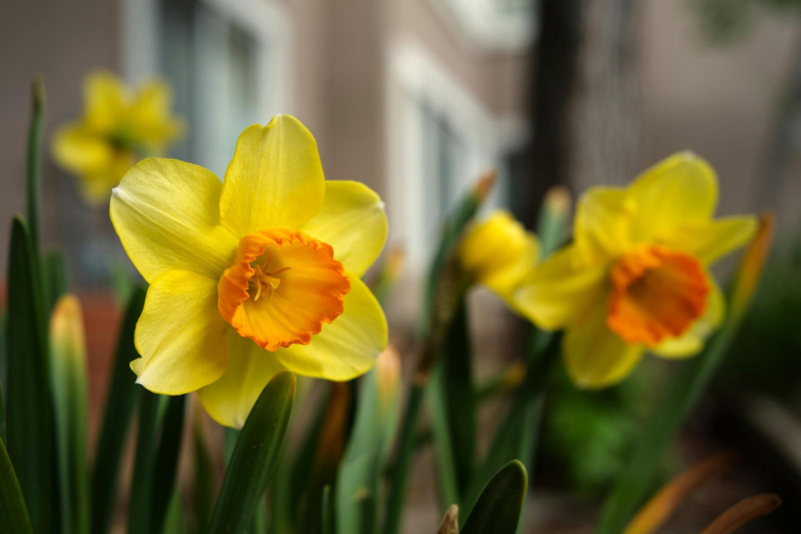 Balcone fiorito a marzo: le piante pi&ugrave; belle da coltivare 