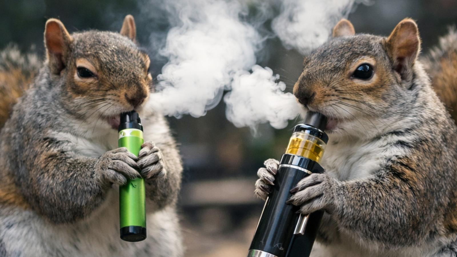 Scoiattoli e sigarette elettroniche: cosa sta succedendo davvero