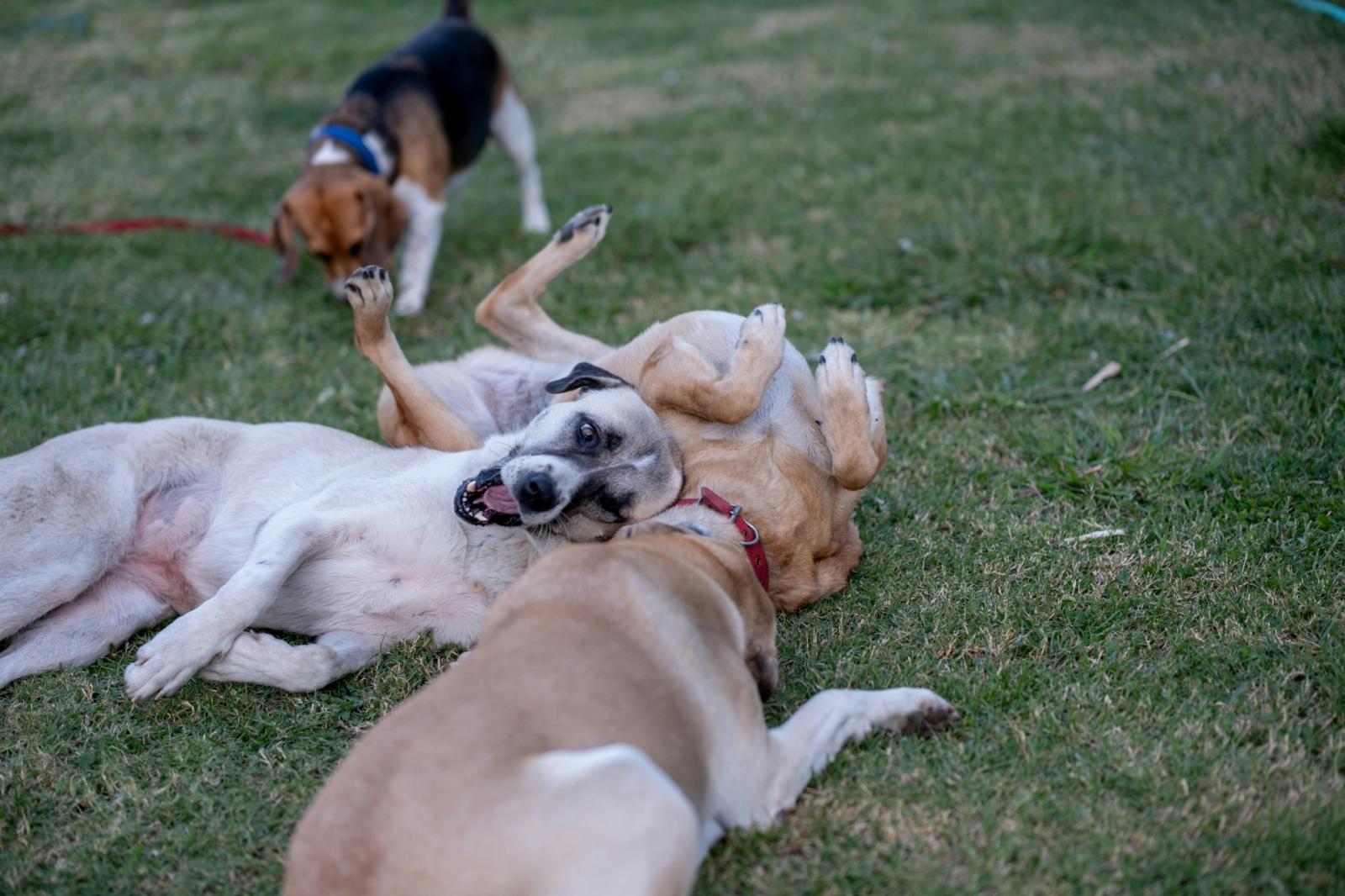 Educazione cinofila, al via gli incontri gratuiti in provincia di Padova