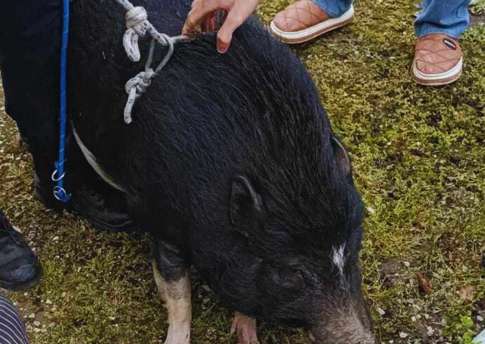 Fuga in citt&agrave;, allarme tra i residenti