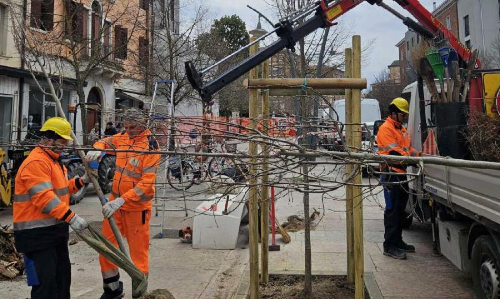 Nuovi alberelli lungo il Corso