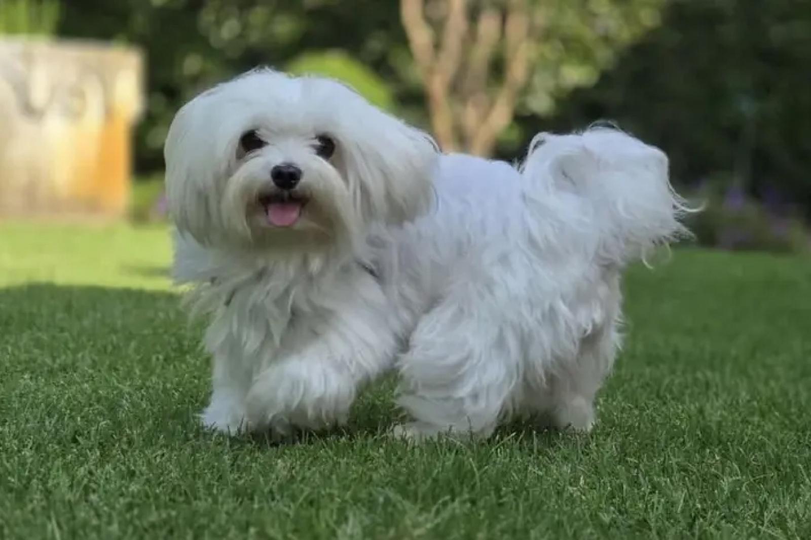 Investito e ucciso Gin, mascotte del quartiere