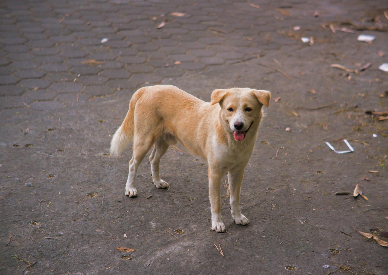  150mila euro contro l'abbandono