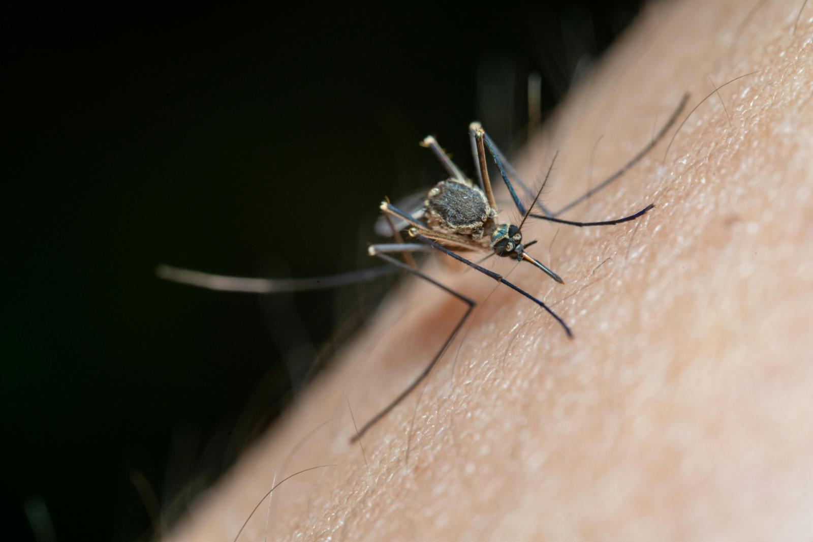 West Nile a Padova: primo caso del 2026