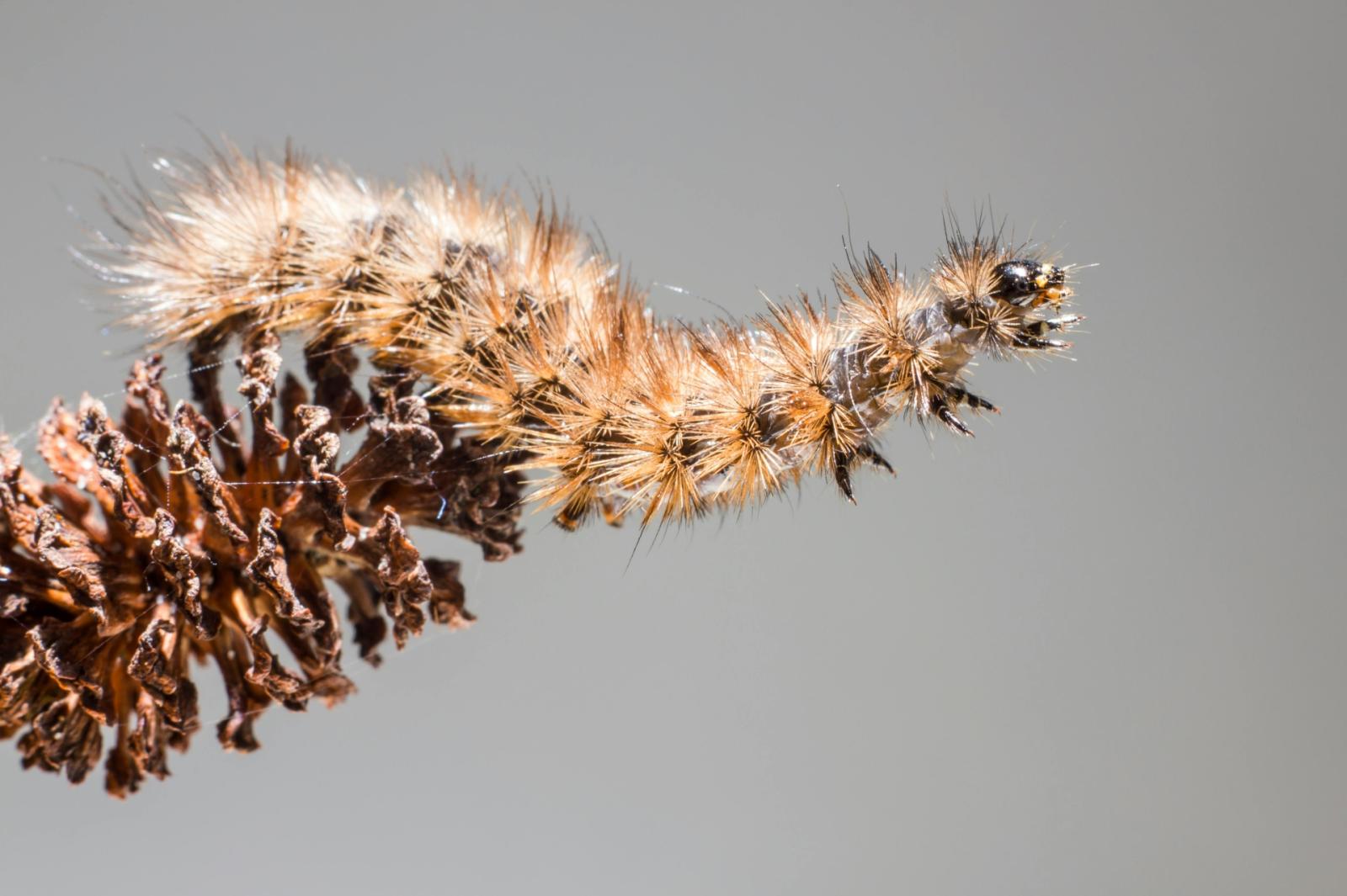 Allarme processionaria: rischi e soluzioni