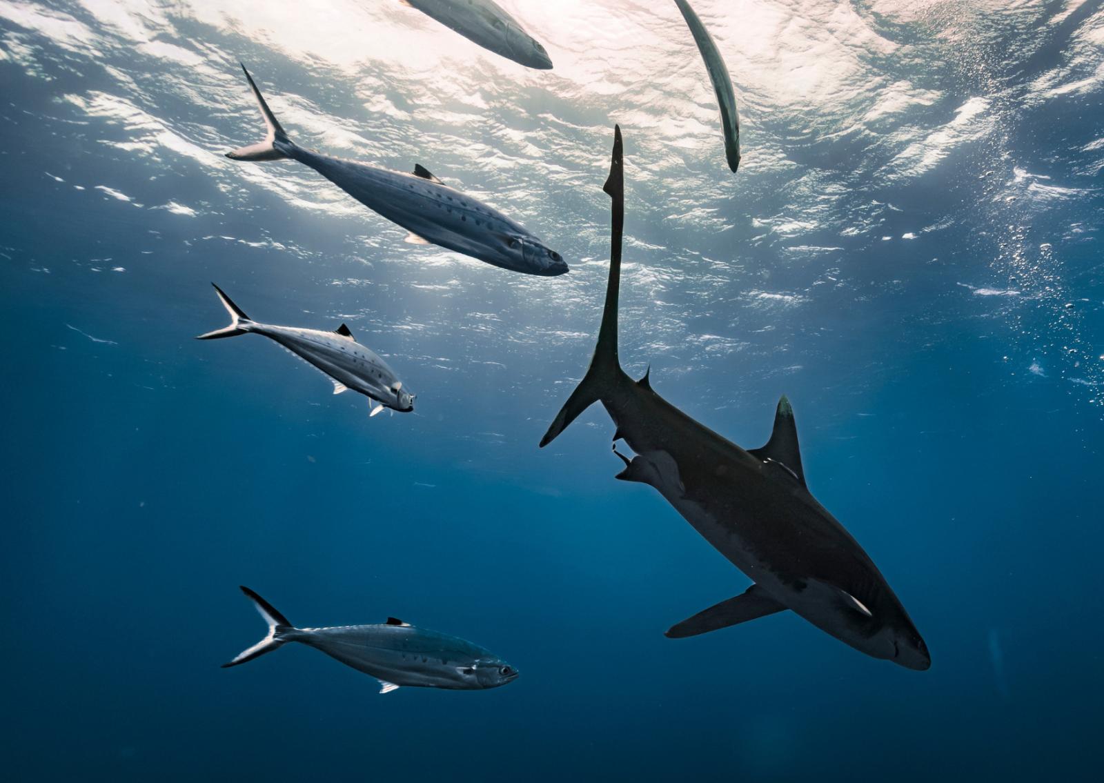 Squali contaminati: tracce di droga