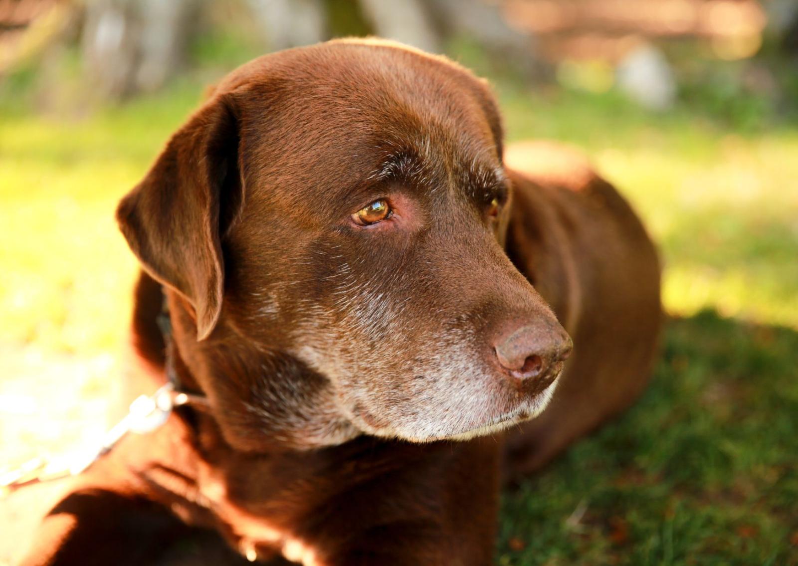 Fratelli inseparabili in cerca di casa