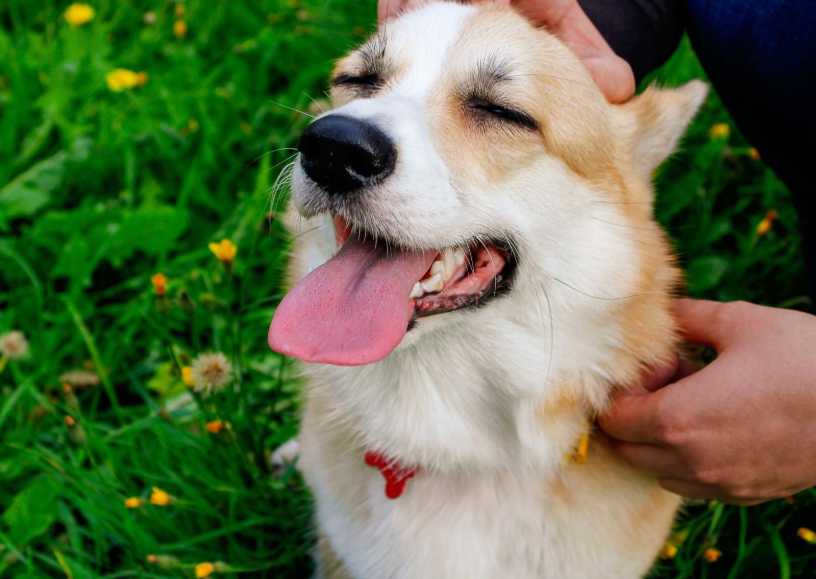 Otto anni dopo, il cane torna a casa