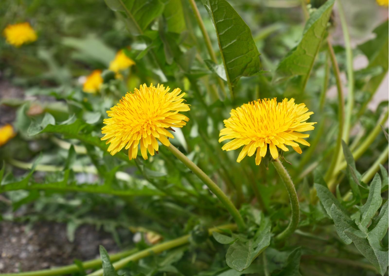 Tarassaco, come usarlo