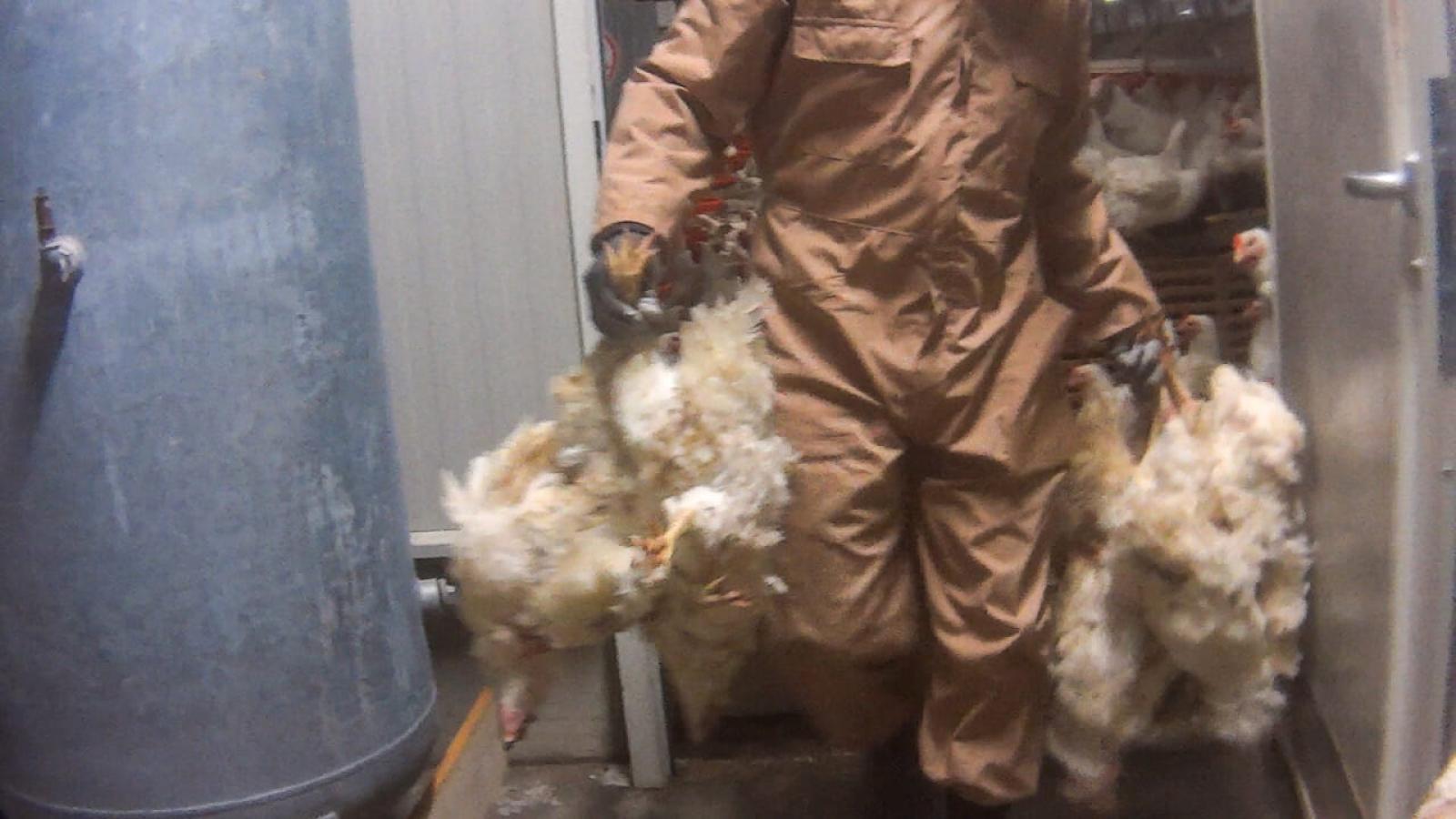 Allevamenti intensivi, il video dell'orrore