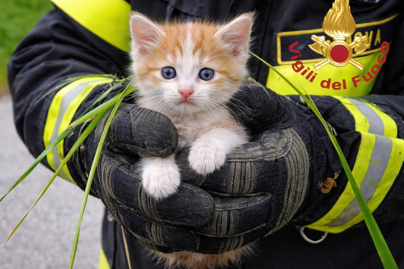 Sente un miagolio dal cofano e chiama i soccorsi