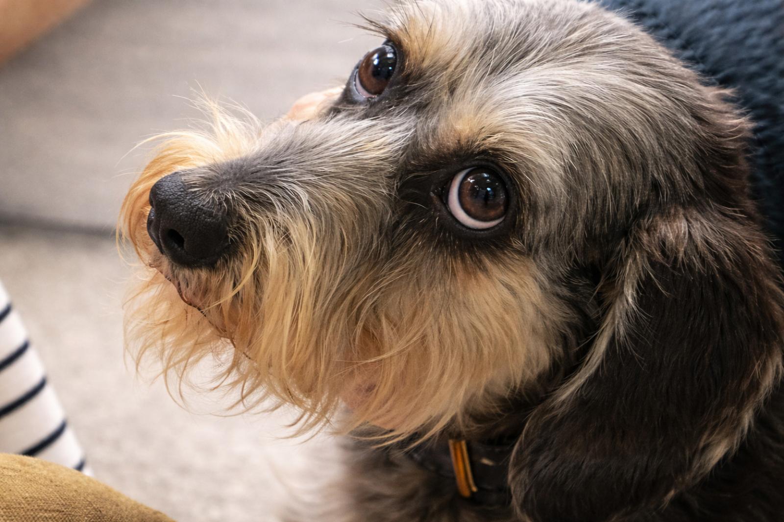 Pimpa riabbraccia la padrona in ospedale