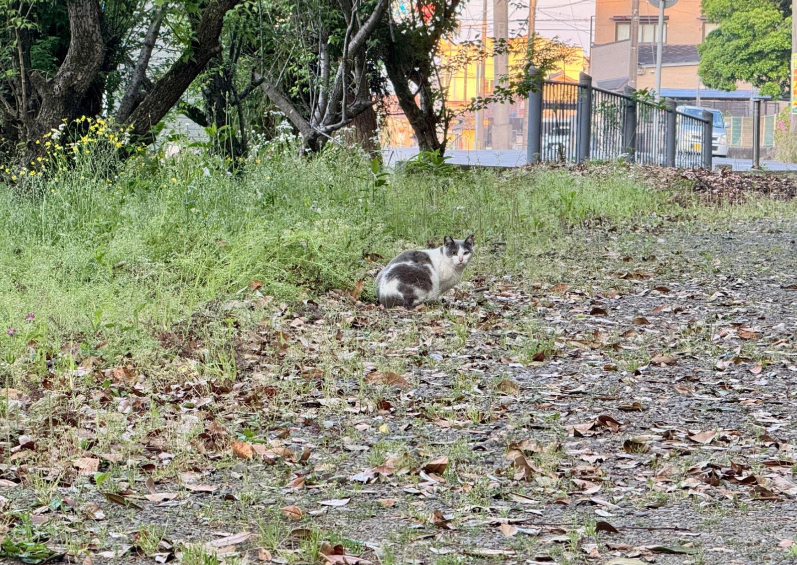 Gatto ucciso in un parco pubblico